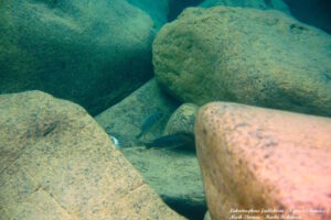 Labeotropheus fuelleborni 'Ngwasi'